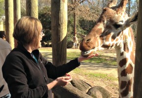 Giraffe at Riverbanks Zoo
