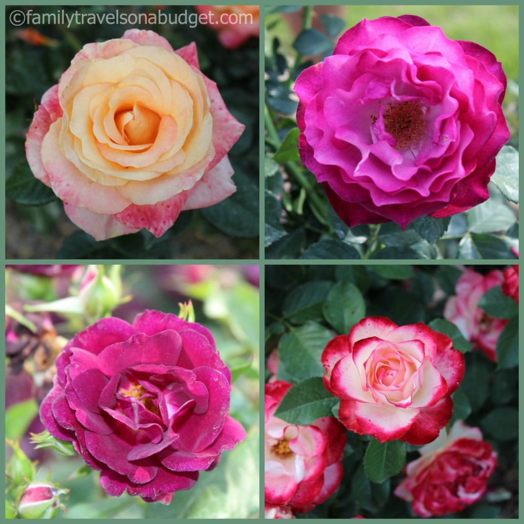 Collage of roses seen in the Birmingham Botanical Gardens rose garden