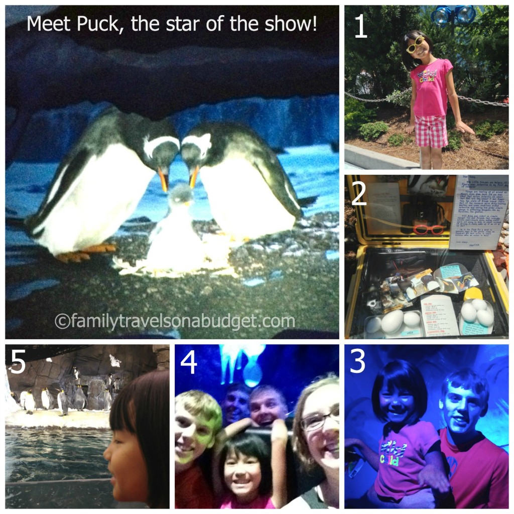 Sea World's Antarctica: Empire of the Penguin Review | Family Travels