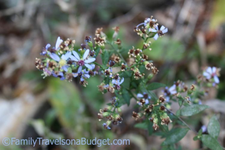 Breathtaking Chimney Rock Family Travels on a Budget