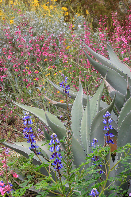 Desert Botanical Garden Family Travels On A Budget