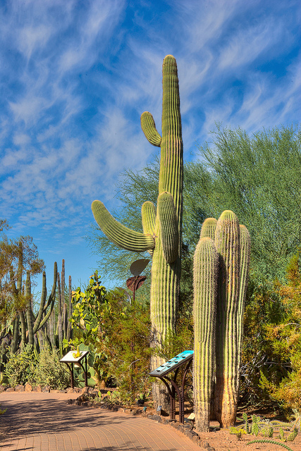 Desert Botanical Garden Family Travels On A Budget