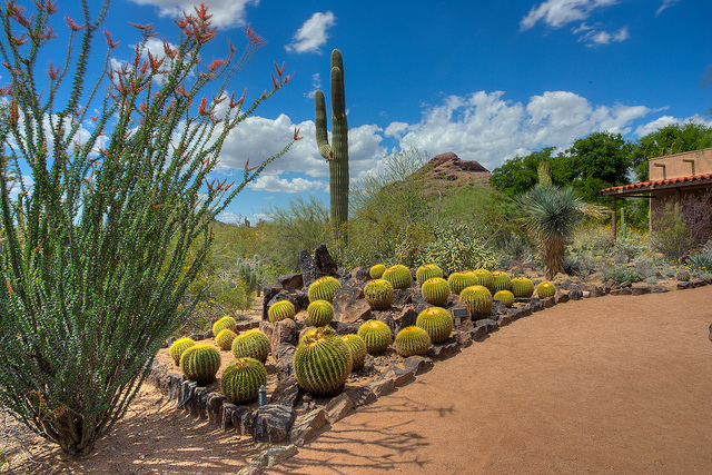 Cacti and red dirt trails at Desert Botanical Garden in Phoenix, AZ.