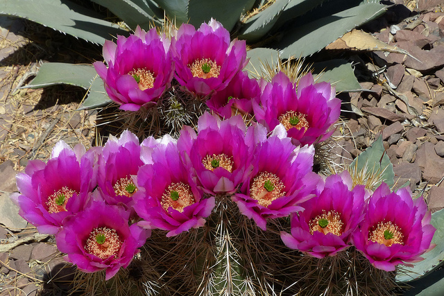 Desert Botanical Garden - Family Travels on a Budget