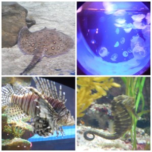 Some of the ocean life on display at the Greater Cleveland Aquarium.