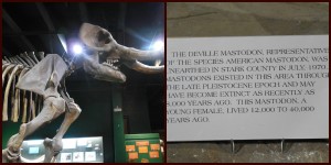 Skeleton of a mastadon. See how they give information along with the features? Very good for educational purposes!