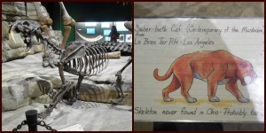 Skeleton of a sabertooth tiger found in the La Brea Tar Pits.