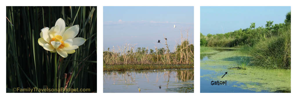 bayou alligator tour