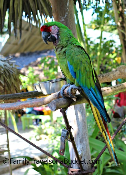 Parrot on a perch at Ardastra Gardens Nassau