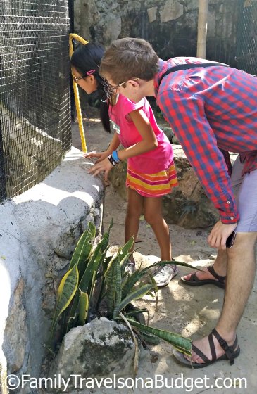 Two kids peering into a turtle enclousre at Ardastra Gardens & Wildlife Conservation Centre