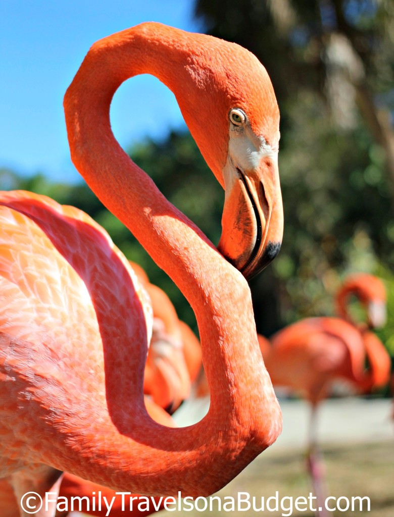 Flamingoes posing at Ardastra Gardens.