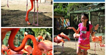 Ardastra Gardens in Nassau: A tropical treat