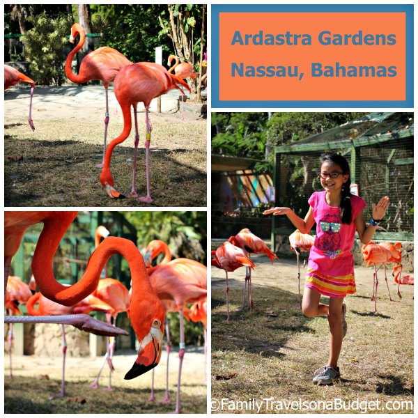 Flamingoes star at Ardastra Gardens