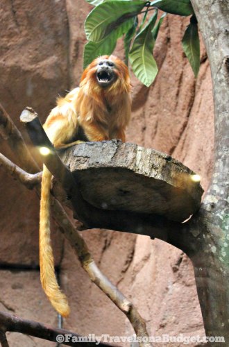 Cutie at the Riverbanks Zoo