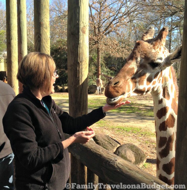 Giraffe at Riverbanks Zoo