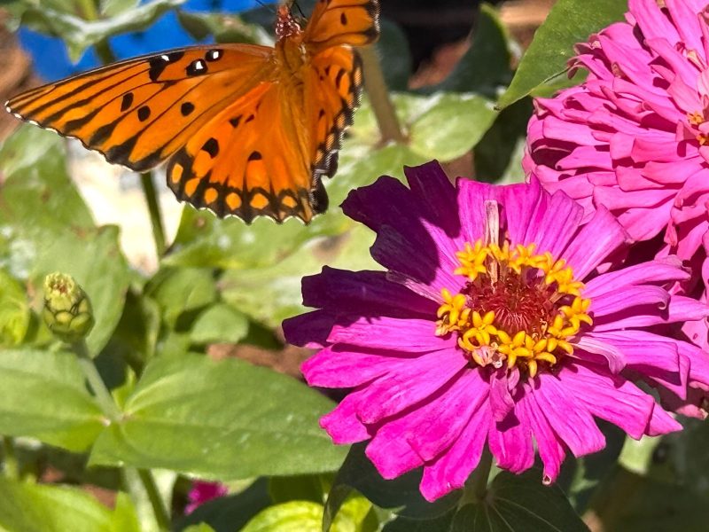 Butterfly and pink flower at Riverbanks Botanical Gardens.