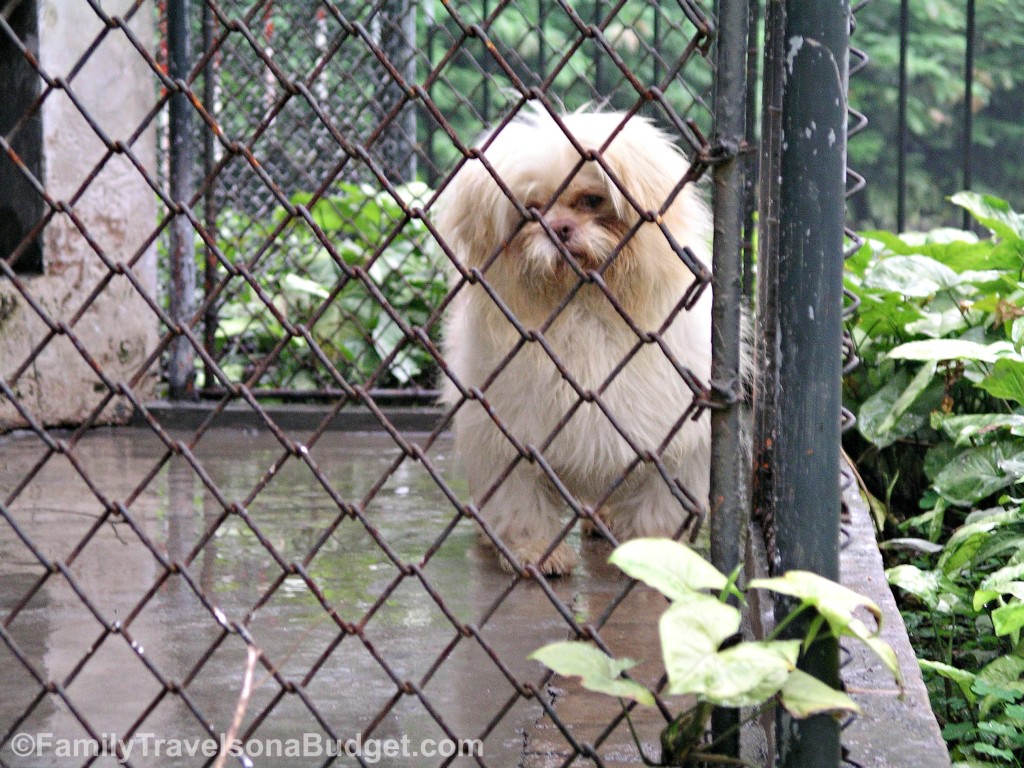 Dog in Zoo Guangzhou China
