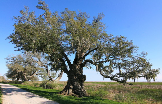 Chenier Perdue Oak. Photo Credit: Lake Charles CVB, used with permission.