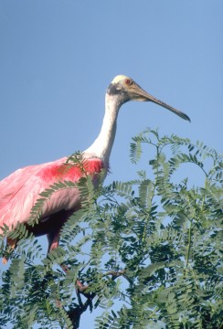 Roseate Spoonbill. Photo Credit: Lake Charles CVB, used with permission.
