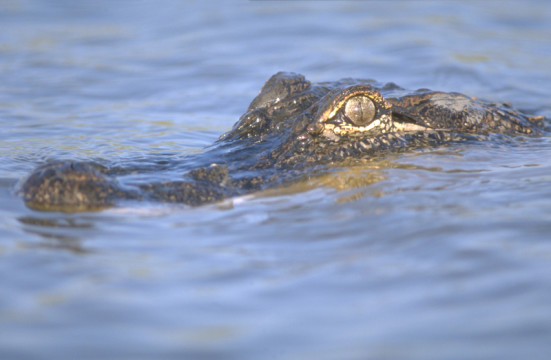 Photo Credit: Lake Charles CVB, used with permission