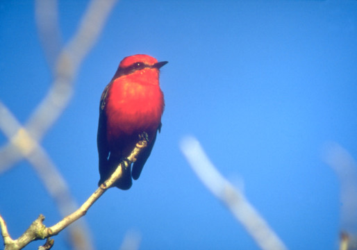 Photo Credit: Lake Charles CVB, used with permission
