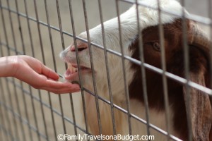 Look at those teeth! Alabama Gulf Coast Zoo, aka the "Little Zoo that Could"