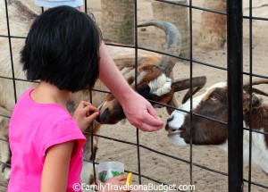 Feeding the residents of the Alabama Gulf Coast Zoo, aka the "Little Zoo that Could." 