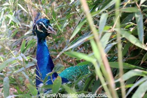 The peacock "hid" from us at the Little Zoo that Could, Gulf Shores, Alabama