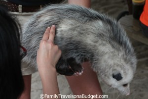 The Alabama Gulf Coast Zoo offers up close interaction with zoo residents.