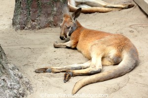 Lounging around at the Kangaroo Encounter, Alabama Gulf Coast Zoo, aka "The Little Zoo that Could." 