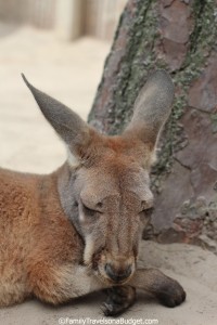 Snoozin' in the shade at the "Little Zoo that Could," Gulf Shores, Alabama