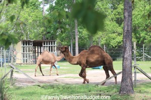 Camel Exhibit at the Little Zoo that Could, Gulf Shores, Alabama