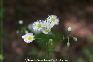 Wildflowers, Red Mountain Park, Birmingham, AL