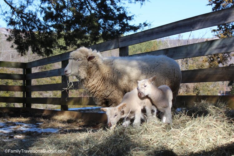 Sheep at Ash Lawn-Highland