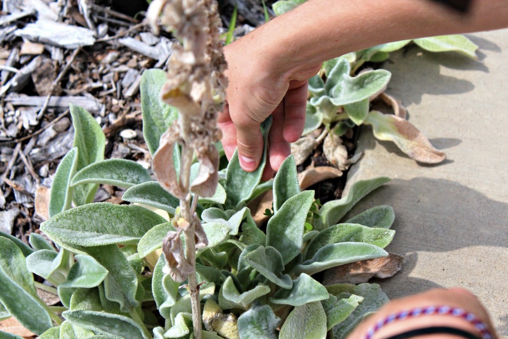 lambs ear at Confluence State Park in Alton, IL