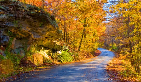 A country roadway in the fall with golden leaves and dappled sun.