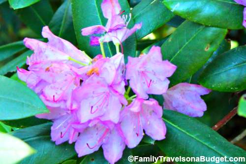 Linville Falls Rhododendron