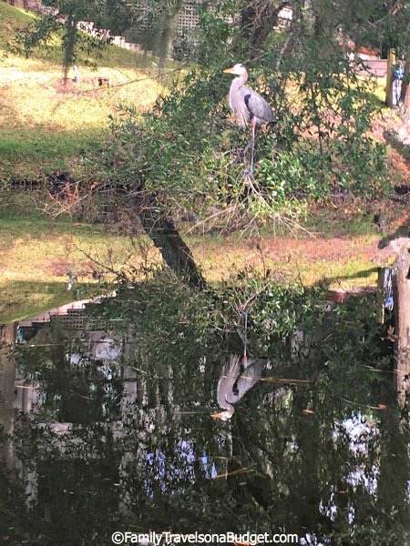 Hilton Head Wildlife_new