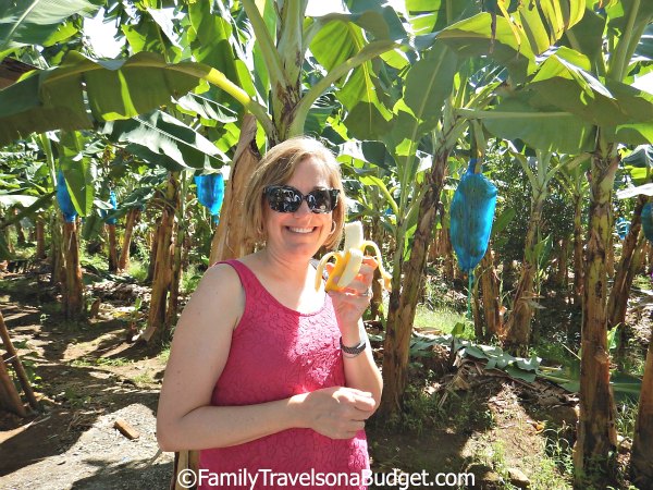 St. Lucia Banana Plantation