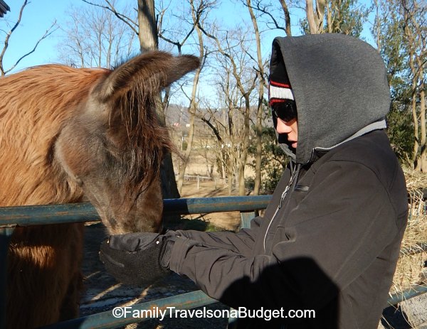 Breakfast for the llama