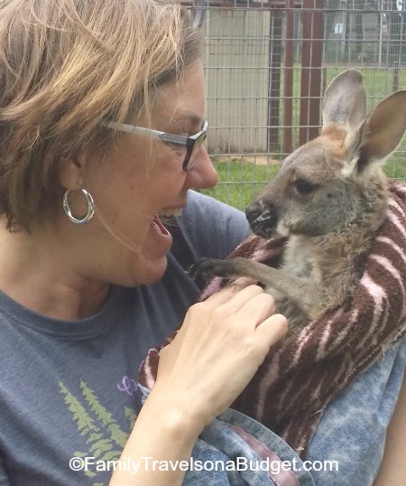 Kangaroo at the small zoo