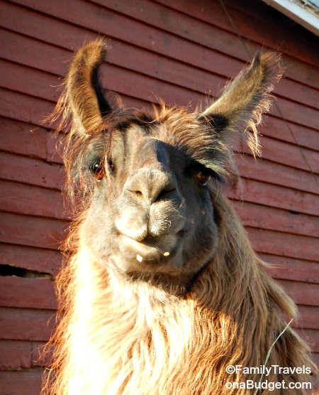 Llama at the small zoo