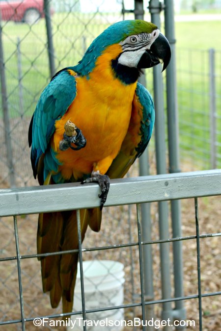 Parrot at the zoo