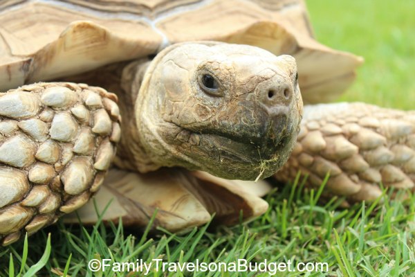 Turtle at the small zoo