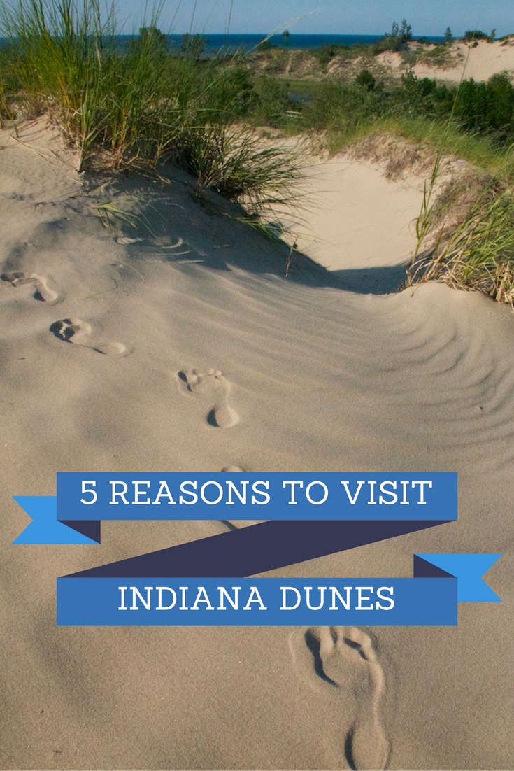 are dogs allowed at indiana dunes