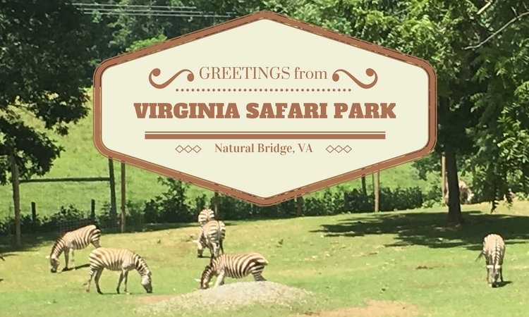 drive through safari zoo virginia