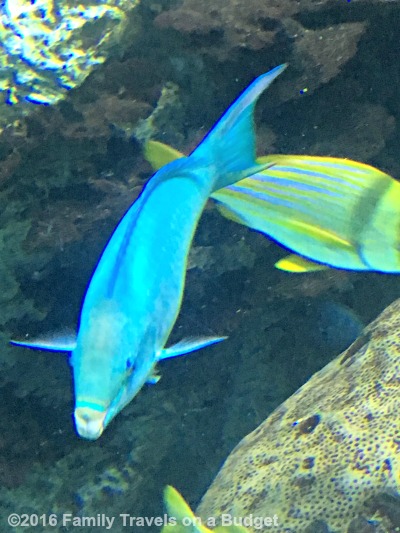 national-aquarium-atlantic-reef