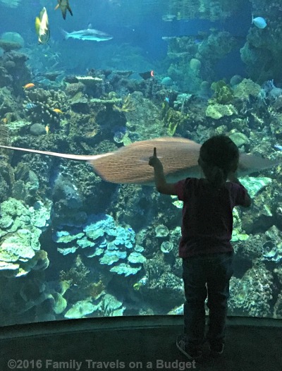 national-aquarium-fun-for-kids