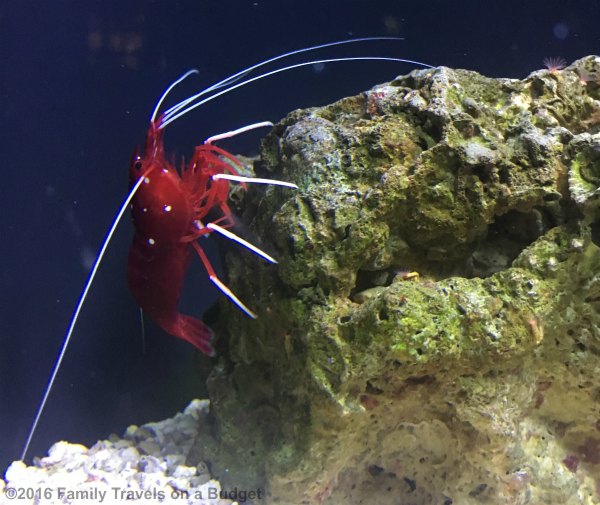 shrimp-at-national-aquarium