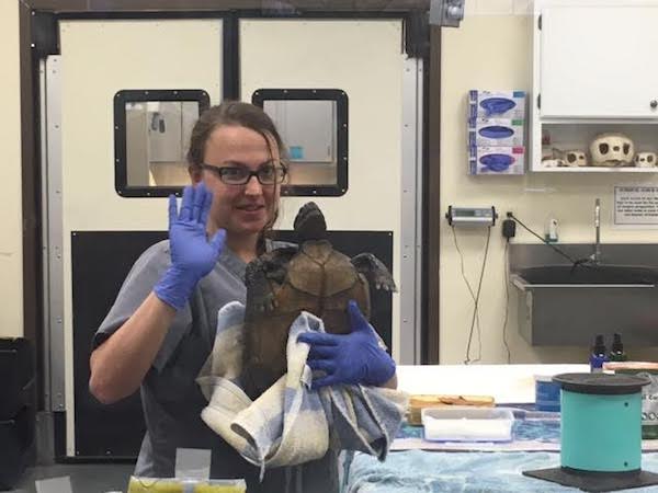 Caregiver treating a malnourished sea turtle at the Georgia Sea Turtle Center, one of the most interesting activities in Jekyll Island.